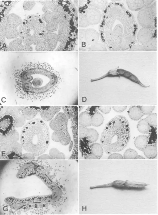 Figure 1. (a-d) The stages of development of the carpel in a normal pigeonpea flower, (e-h) The corresponding stages of development of the carpel in a flower of the defective mutant