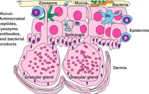 Fig. 1 Schematic diagram of immune defenses against Batrachochytrium dendrobatidis in the skin