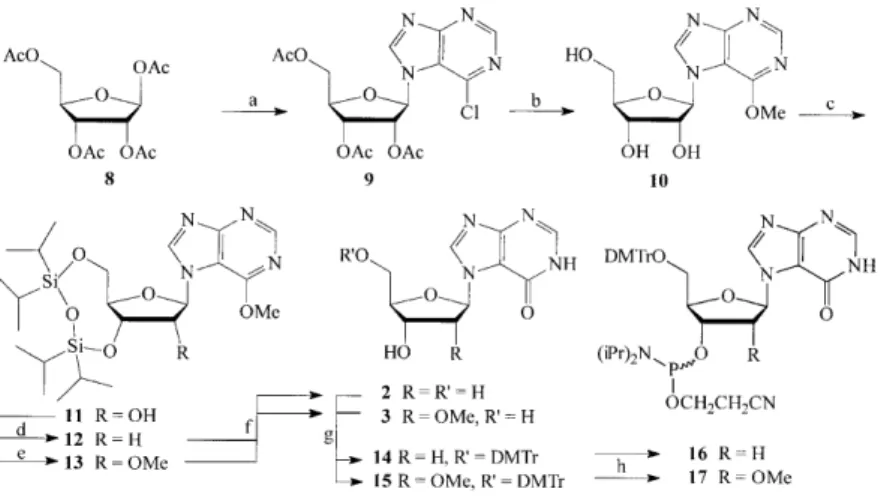 Figure 2. The DNA–duplex target sequences and the corresponding triplex forming oligonucleotides prepared and used in this study.