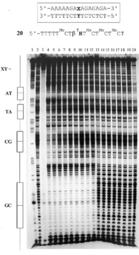 Figure 3. Autoradiogram of an 8% denaturing polyacrylamide gel resulting from a DNase I footprinting experiment of oligonucleotide 20 with the 229 bp DNA fragment that was  32 P-labelled at the 3′-end of the pyrimidine rich strand