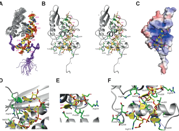 Figure 2. Overview of the solution structure of GLD-1 KH-QUA2 bound to 5  -CUACUCAUAU-3  centered on the QUA2 domain