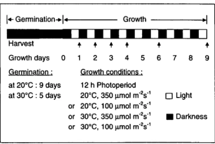 Fig. 1 Germination and growth conditions of squash plants.