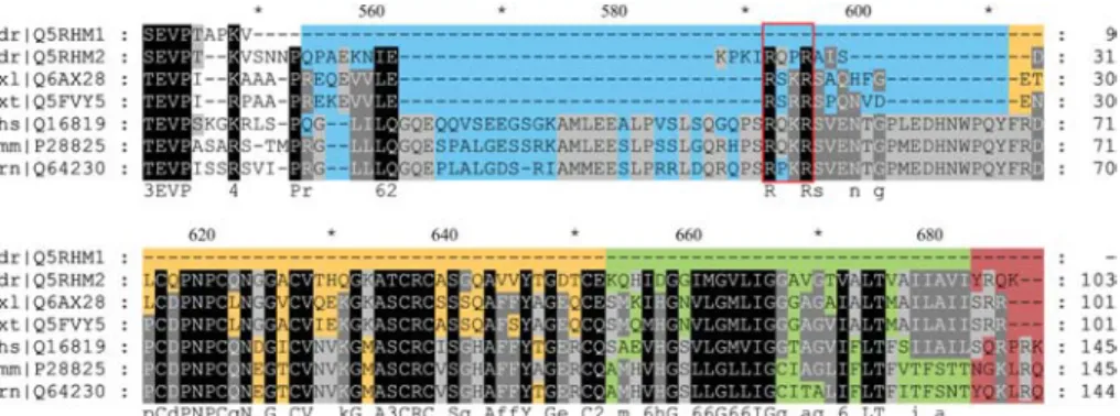 Figure 1 Alignment of the C-terminal domains of meprin a subunits.