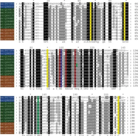 Figure 2 Alignment of the amino acid sequences of the catalytic domains of vertebrate meprins and astacins of crayfish and hydra.