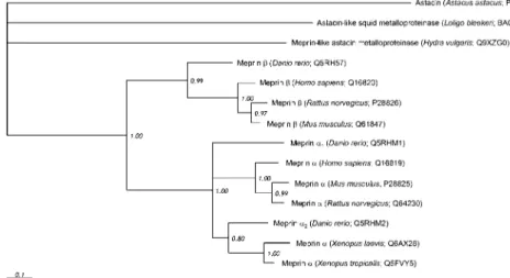 Figure 3 Phylogenetic tree of meprins and astacins from different species.