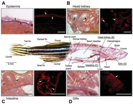 Figure 6 Tissue distribution of zebrafish meprins in whole-mount sections.
