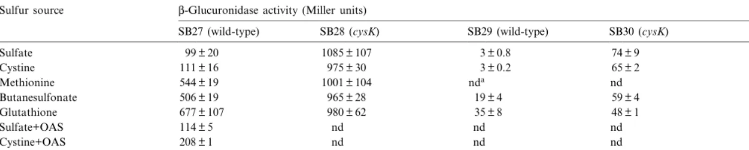 Fig. 3. Promoter region of the cysK gene. The 335 and 310 regions of the cysK promoter are boxed and the transcription start site is indicated