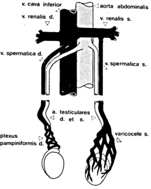 Figure 1. The main vascular System of the testes: only the internal spermatic veins are shown