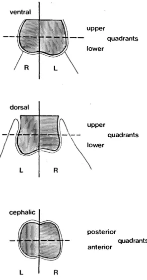 Figure 3. The three thermographic views of the scrotum.
