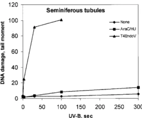 Figure 4. Persistence of CPD induced by UV-B in germ cells of different ploidy after 0 h (open columns) and 6 h (filled columns) of in situ incubation in seminiferous tubules