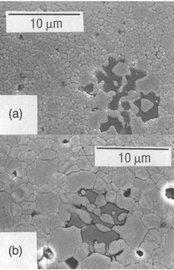 FIG. 6. Microstructure development during annealing at 1773 K (sample A-5): (a) 10 h and (b) 30 h.