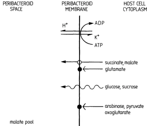 FIG. 1. Translocating activities reported present on the peribacteroid membrane of soya nodules