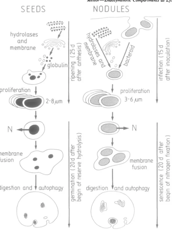 FIG. 2. Schematic representation of the developmental cycle of protein bodies in soya seeds/cotyledons compared to that of endosymbiotic Bradyrhizobium-conlammg organelles in soya root nodules