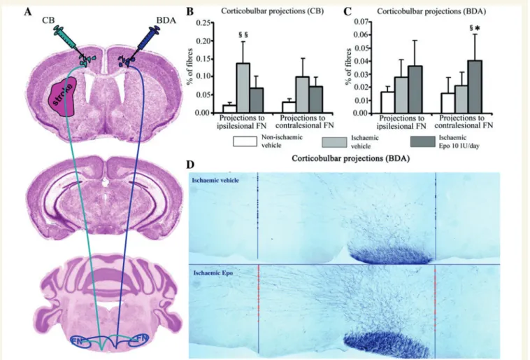 Figure 5 Erythropoietin (Epo) increases contralesional corticobulbar plasticity without influencing ipsilesional corticobulbar plasticity that is increased by the stroke