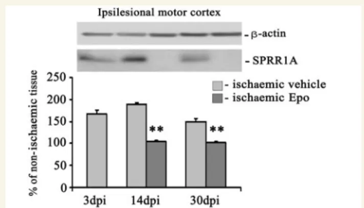 Figure 8 Erythropoietin (Epo) downregulates SPRR1A protein in the lesion-sided motor cortex