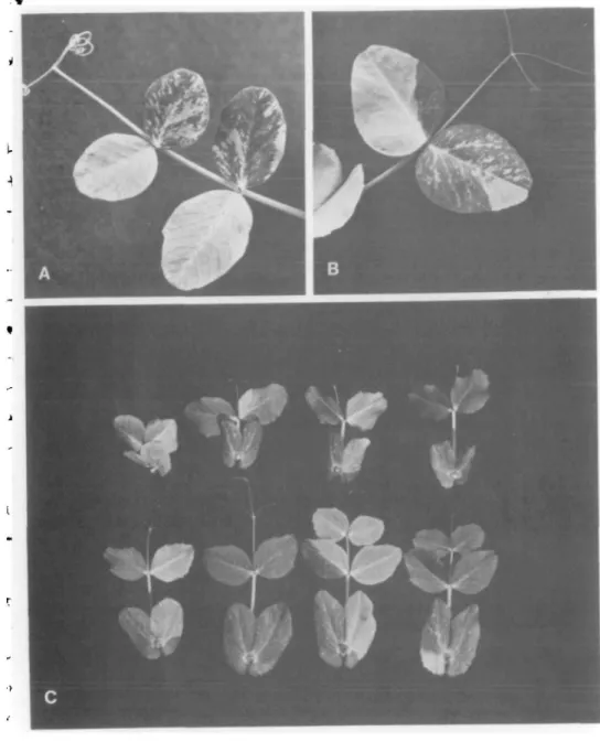 FIGURE 2 A and B show leaves of different variegated Arg plants illustrating absence of fixed pattern.