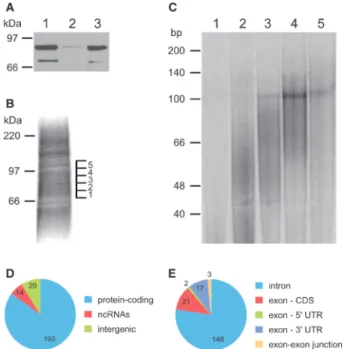 Figure 1. Isolation of SF1–RNA complexes from crosslinked HeLa cells. (A) Lysates of crosslinked HeLa cells (lane 1) were incubated with Dynabeads in the presence (lane 2) or absence (lane 3) of mAb24D1