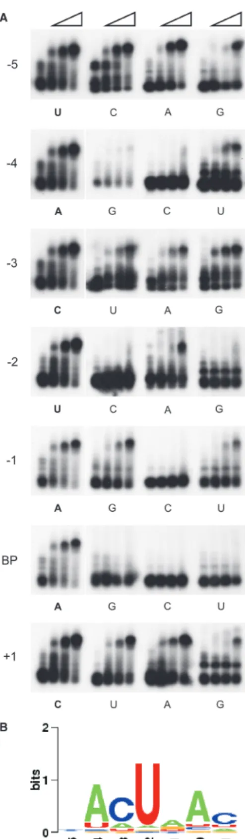 Figure 2. Determination of the optimal SF1–RNA-binding motif.