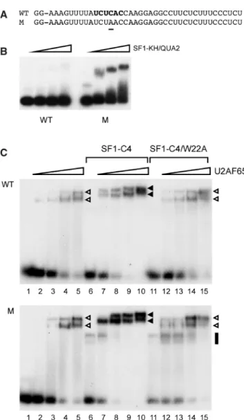 Table S1). SF1 and SF3a120 knockdown reduced the single endogenous PDE3A mRNA detected in HeLa cells to 51–53 and 19%, respectively, compared to the controls (Supplementary Figure S3A), suggesting that SF1 affects the maturation or stability of PDE3A mRNA