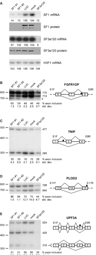 Figure 5. Effects of RNAi-mediated depletion of SF1 on the splicing of CLIP tag-containing pre-mRNAs