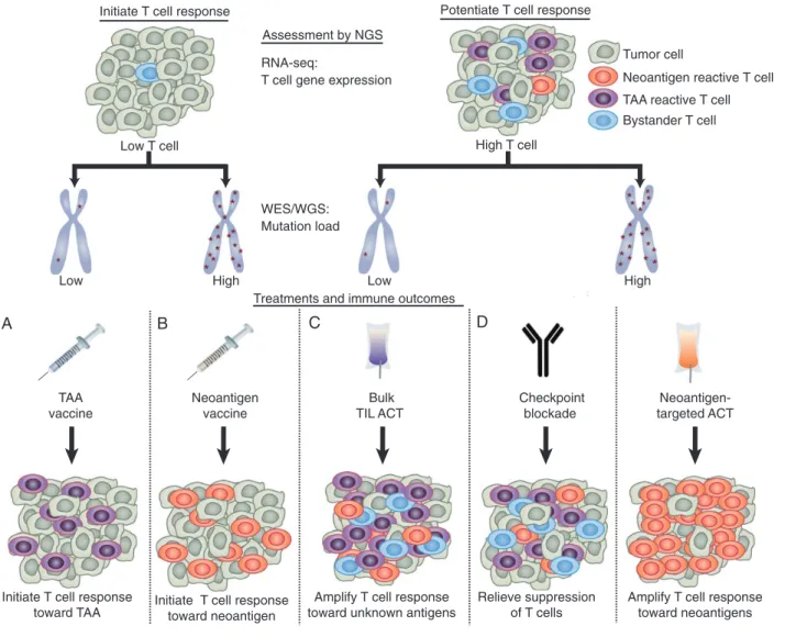 Figure 1. Proposed use of NGS data to personalize immunotherapy. The goals of immunotherapy are to either potentiate pre-existing antitumor T-cell responses or initiate antitumor T-cell responses if antitumor immunity is low