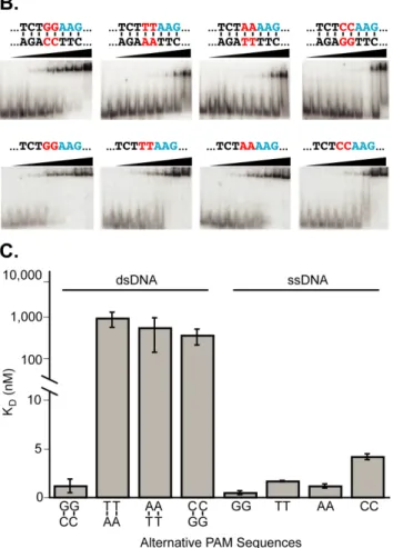 Figure 1. The Csy complex recognizes a double-stranded GC / GC PAM.