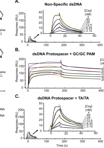 Figure 2. Changes to the chemical signature of a double-stranded PAM result in binding defects