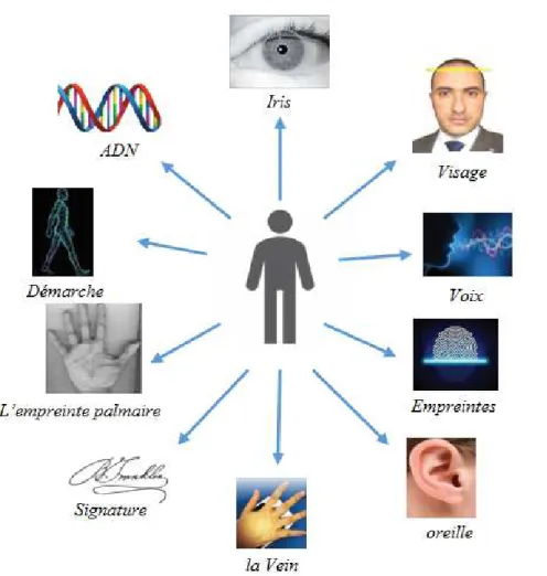 Figure I.2.  Exemples de modalités biométriques 