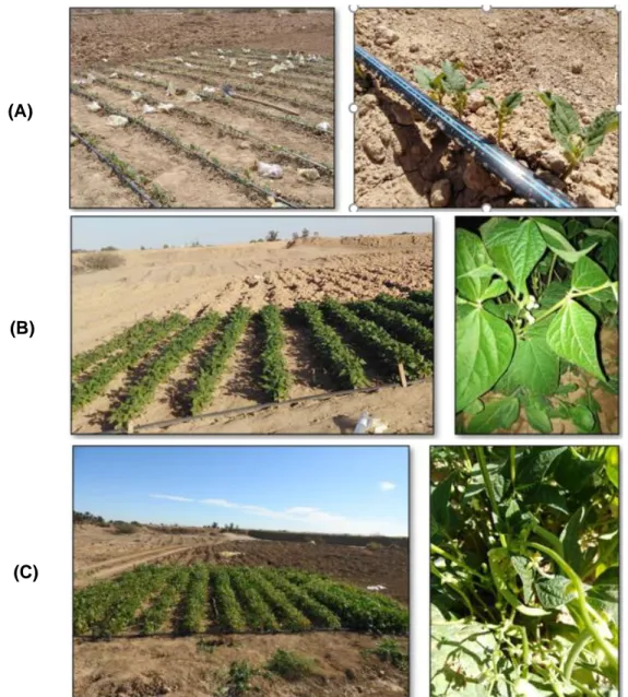 Figure 9. Les différentes périodes d’échantillonnage des plants de haricot (Phaseolus vulgaris L