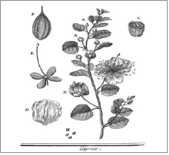 Figure 2. Capparis spinosa L. Vue rapprochée (Trewartha, 2005).