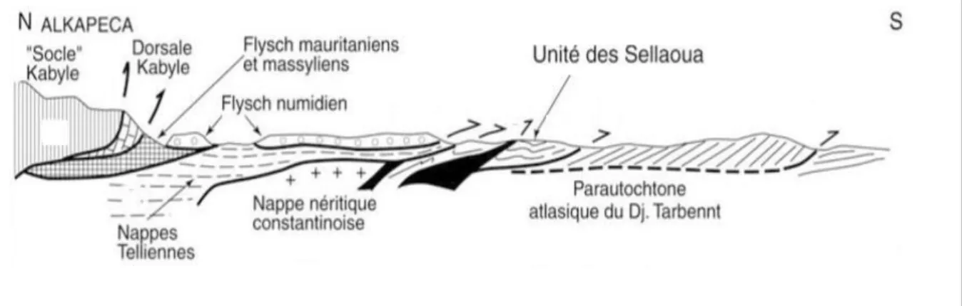 Figure III.13.  Coupe générale synthétique des Maghrébides de l’Est algérien (région du  Constantinois)