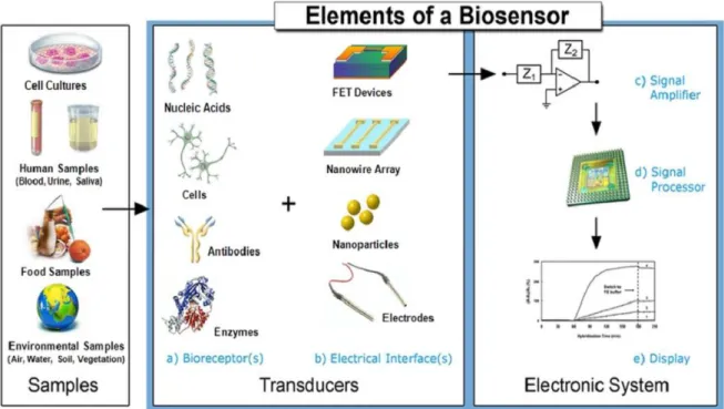 Figure II.2. Représentation schématique  du biocapteur [14]. 