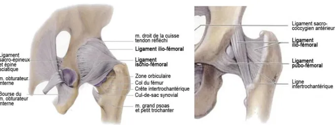 Fig. I.2 : Ligaments du bassin et de l’articulation coxo-fémorale, vues postérieure (à gauche) et  antérieure (à droite) (Moore and Dalley, 2001)