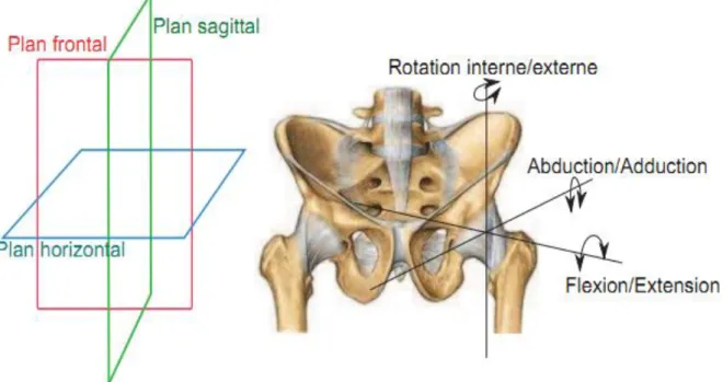 Fig. I.3 : Plans anatomiques et degrés de liberté de l’articulation de la hanche  (Juliana Uribe ,2012), Les mouvements de la hanche sont assurés par plusieurs groupes de muscles rattachés aux os  de l’articulation par les tendons ; Ces principaux muscles 