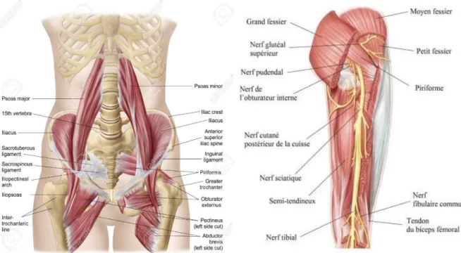 Fig. I.4 : Muscles assurant la stabilité et la mobilité de la hanche [Bartleby.com, 2000]