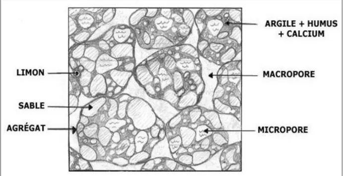 Figure II.7. Structure grumeleuse du sol fin, (Fort 2014) 