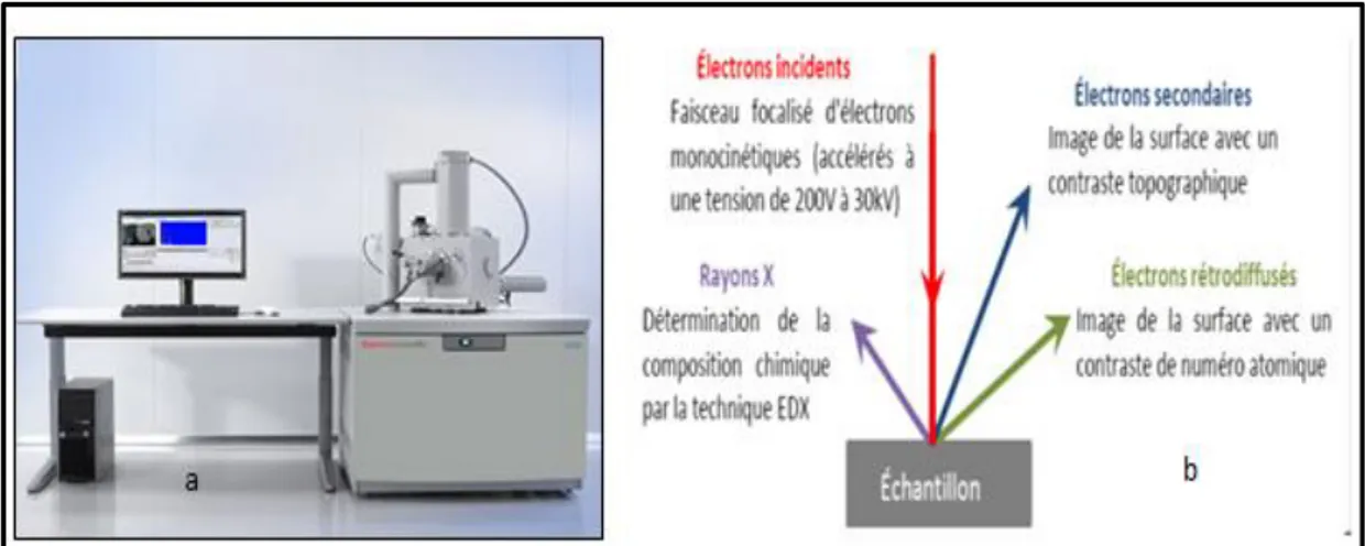 Fig. II.10 (a) Photographie montrant le MEB et (b) schéma explicatif du principe physique de la  microscopie électronique à balayage
