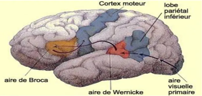 Figure  n°= 2.7 Les différents types de cortex   (Dubuc,2017)                                                              