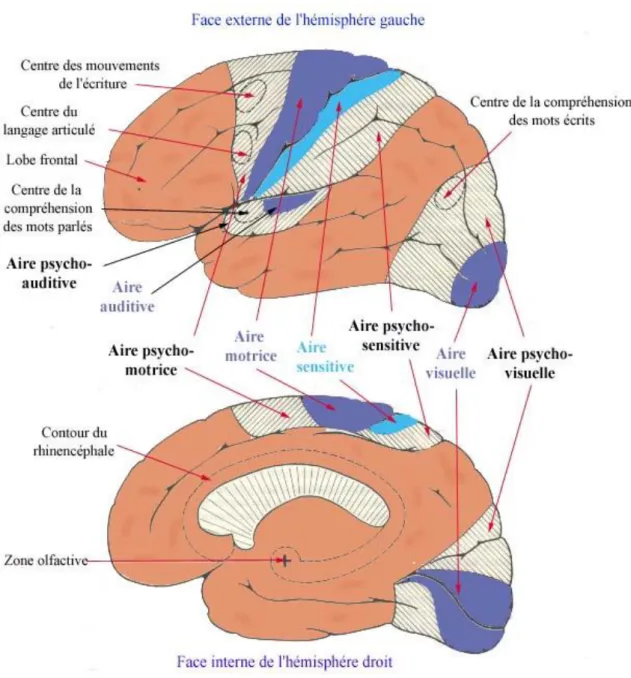 Figure    n°=    2.10      Les  différentes  fonctions  des  deux  hémisphères (Les  cours  psy,2014) 