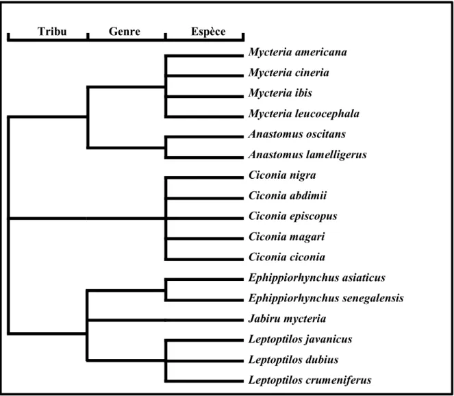 Figure 6. Phylogénétique de la famille Ciconidae selon Kahl (1979) (Wood, 1984). 