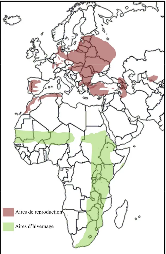 Figure 7. Les aires de reproduction et d’hivernage de la cigogne blanche (Ciconia ciconia)  (Biber et al., 1994)