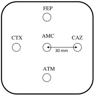 Figure 13. Schéma explicatif de la disposition des disques d’antibiotique pour la détection  d’une BLSE par le test de synergie