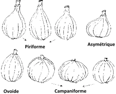Figure 5.G: Représentation schématique des critères utilisés pour déterminer la variable « forme  du fruit » (Giraldo, 2012) 