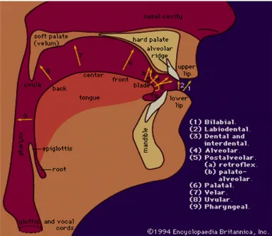 Figure 1.3.: Anatomy of the Vocal Tract (Articulators) (from the Encyclopedia Britannica,  1994) 