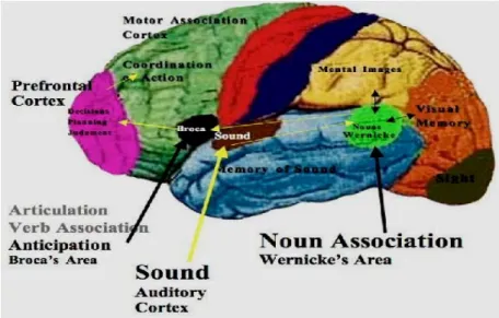 Figure 1.6.: Wernicke and Broca’s Areas 6 1.1.1.7.2.1. Wernicke’s Area 