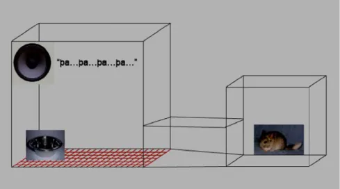 Figure 1.9.: Chinchilla Experiment (Kuhl&amp; Miller,1978)