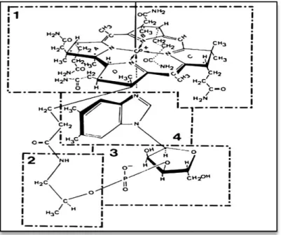 Figure 12. Structure des cobalamines (isoformes cellulaires et circulantes de la vitamine B 12 )