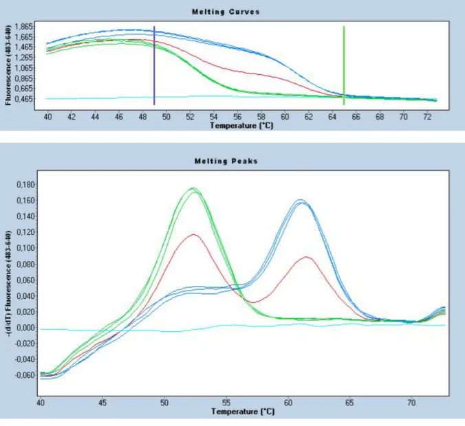 Figure 20. Détermination du polymorphisme génétique de la MTHFR 1 avec PCR en temps réel