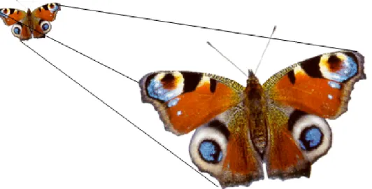Figure 1.10: Image vectorielle