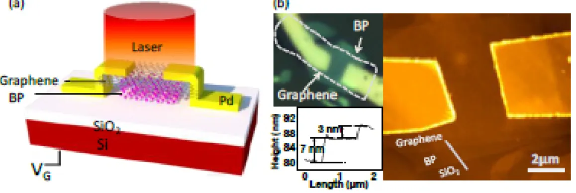 Figure II.6: (a) Schematic illustration of the graphene-BP photodetector. (b)  Morphology of the graphene-BP heterostructured device: optical microscopy 